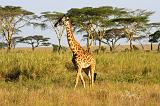 TANZANIA - Serengeti National Park - 372